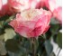 Роза пионовидная Loved One
